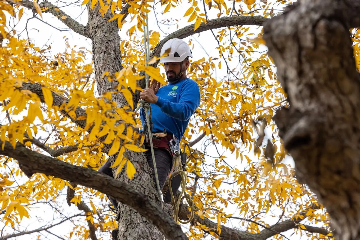Skilled Tree Planing crew working in Davenport